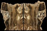 Petrified Wood Bookends - Oregon #111097-1